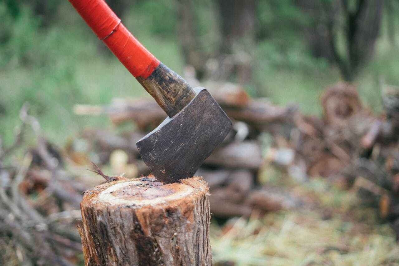 Best Tree Trimming Near Me  in Algoma, WI